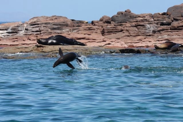 Snorkel con leones marinos
